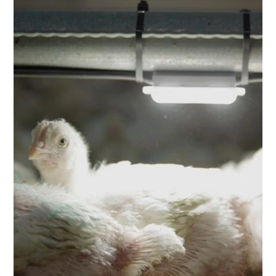 SUNBIRD LED világítás